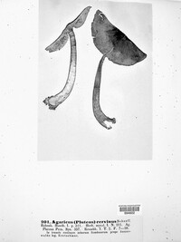 Pluteus cervinus image